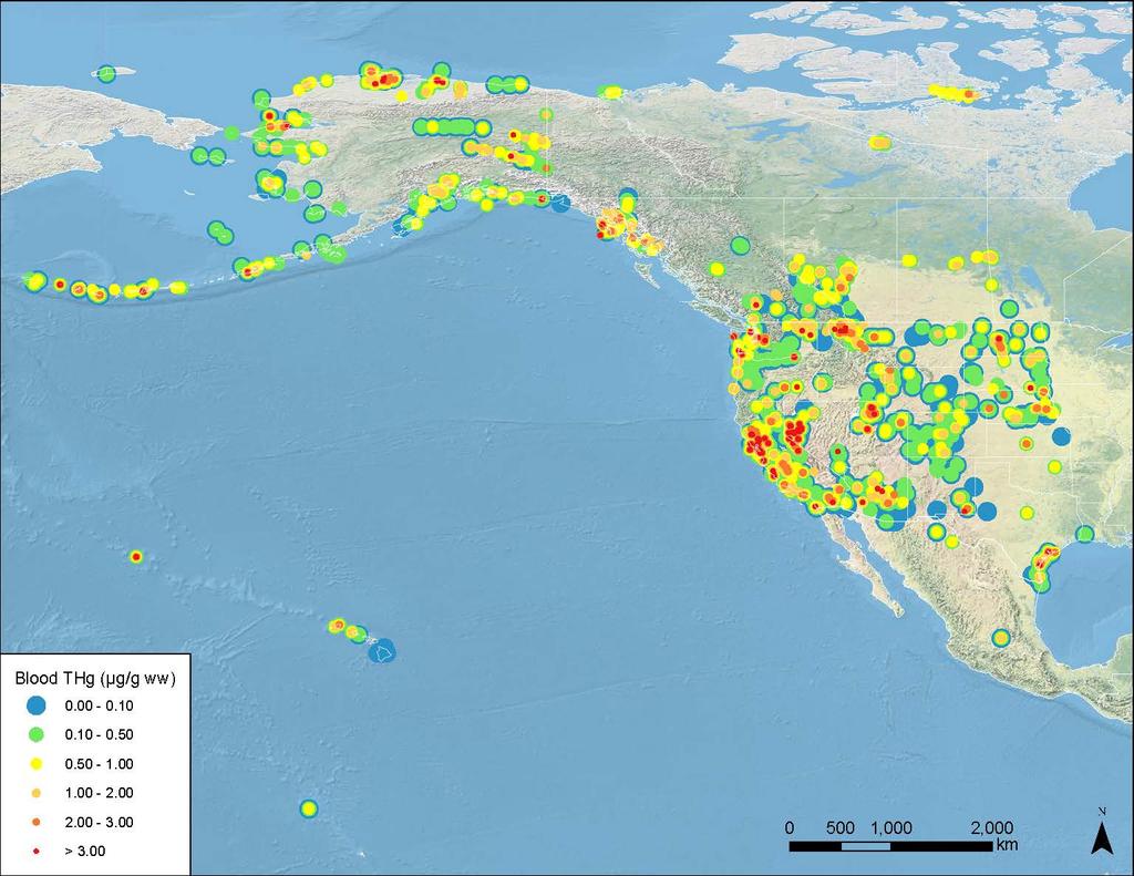 Large Scale: Bird Mercury Exposure in Western North America