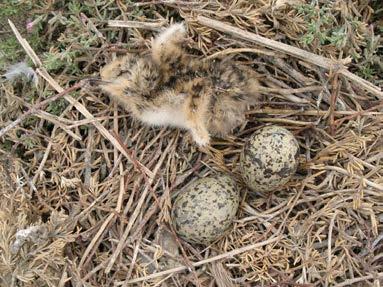 Effects of Mercury on Shorebird Chick Mortality at Hatching Chick Down Feather THg (μg/g dry wt) 20 15