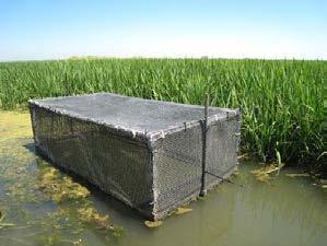 Tool #3: Caged Fish Rapid Mercury Bioaccumulation in Rice Fields Fish THg