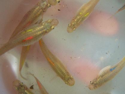0 Caged Mosquitofish 0 30 60 Days of Exposure White rice Wild rice Permanent