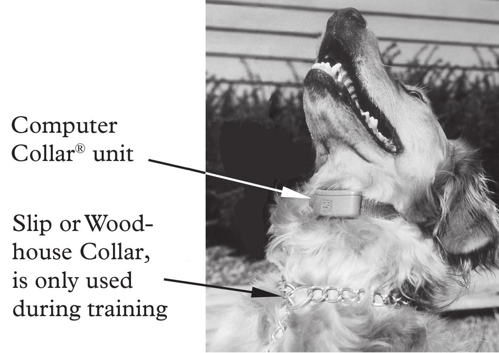 Brand Computer Collar unit must touch the pet s skin. 1. Position the collar strap unit high on the pet s neck with the Computer Collar unit under its lower jaw. 2.