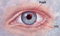 The Pupil and Iris Pupil: Opening through which light enters Iris: colored ring of