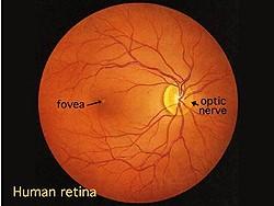 Retina You eyes respond to the stimulus of light.