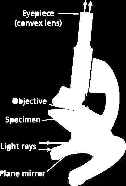 Objective lens- gathers incoming Light from the object Eyepiece- magnifies