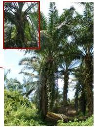 fungus disease in oil palm trees >50 km 2 /h @0.