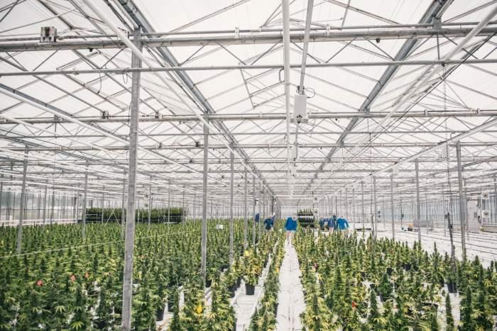 Strategic Growth Double Diamond Farms Created GrowCo (51% owned by Aphria, 49% owned by Double Diamond) To purchase 100 acre farm owned by Double Diamond Almost 32 acres of state-of-the-art, Dutch
