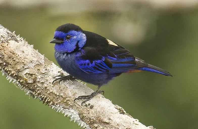 Ecuador Northern Ultimate Amazon: Sumaco Foothills & Rio Napo III 25 th November to 3 rd December 2019 (9 days) Opal-rumped Tanager by Dušan Brinkhuizen Due to its diverse habitat array, ranging from