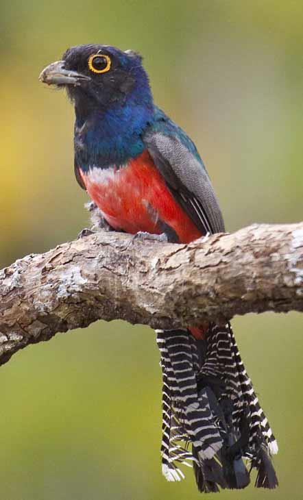RBL Ecuador: Northern Itinerary 5 Blue-crowned Trogon by Dušan Brinkhuizen At dawn, we shall walk the trail to the tower which can be very productive, such rarities as Wire-tailed Manakin, Banded