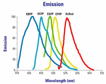 problem grows increasingly complex (spectra published by Clonetech) Cross-talk between the FP variants at the excitation and emisson level 5 6 Crosstalk Solution Emission Fingerprinting - The basic