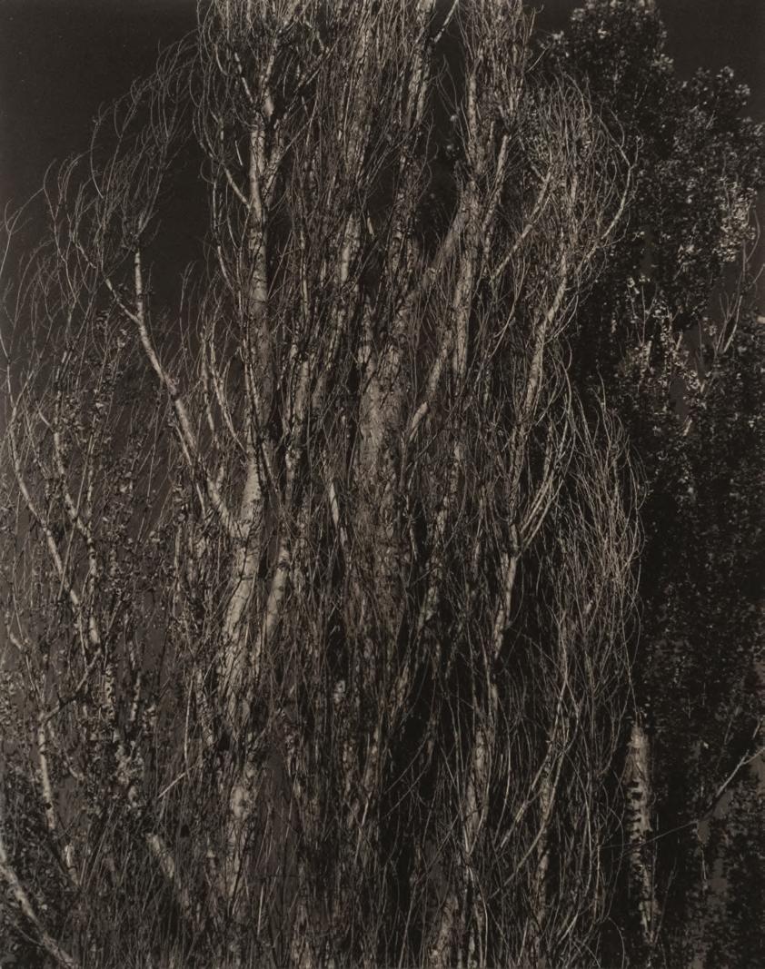 Alfred Stieglitz (1864-1946) Poplars, Lake George, 1932 Gelatin silver print