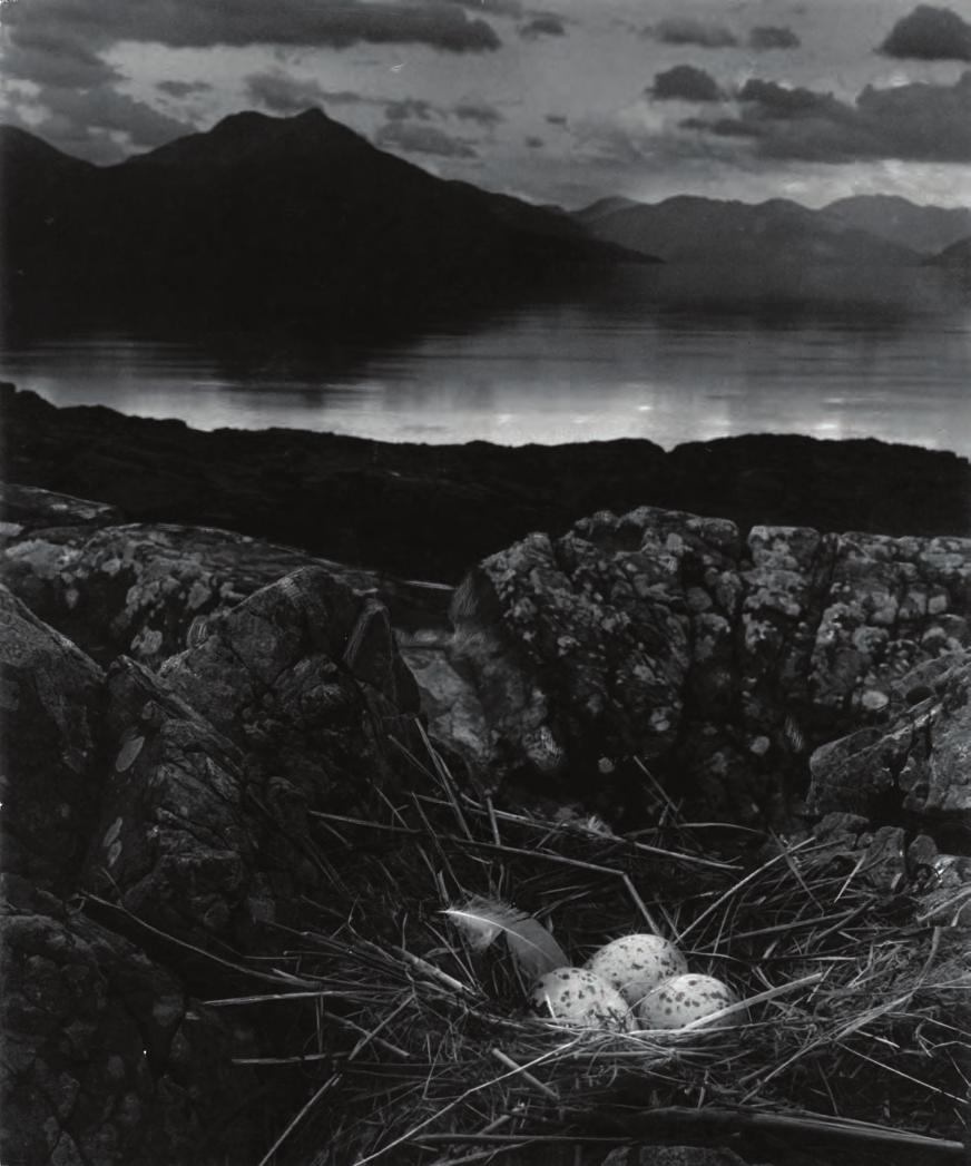 Bill Brandt (1901-1983) Gull s Nest, Isle of Skye, 1947 Gelatin silver