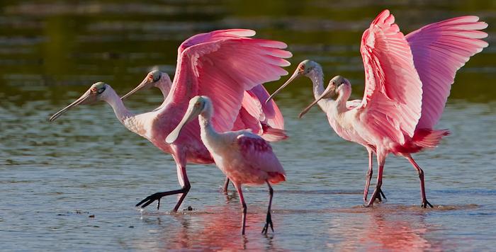 Ding Darling National Wildlife Refuge on Sanibel Island, Little Estero Lagoon and the Venice Rookery are some the