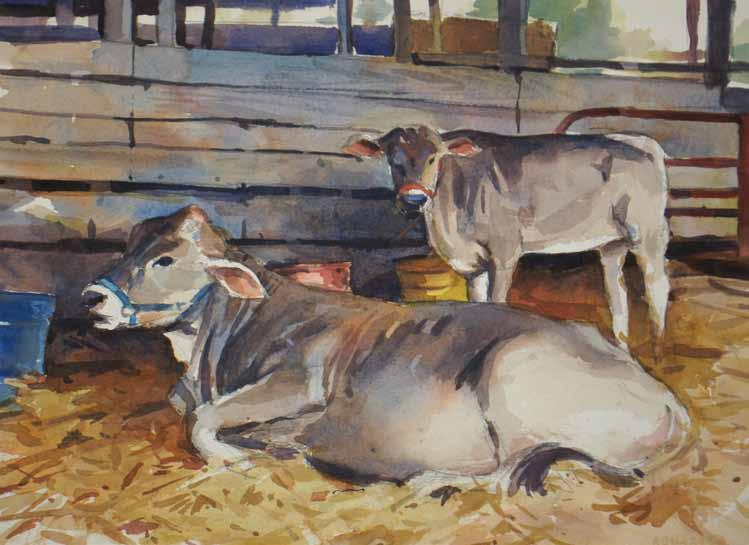 Cows at the Fair, 11x15, watercolor on 140
