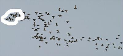 Count by tens for this flock as there are too many birds to count individually as they pass by.