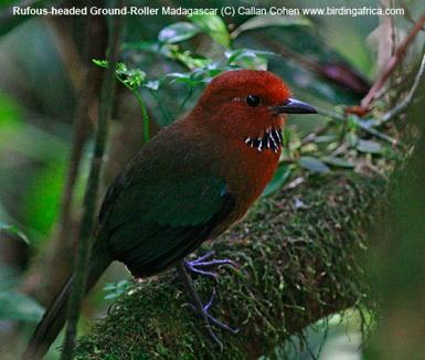 to most of Madagascar s endemics. Good birds that we may well encounter include, Pitta-like Ground Roller, White-throated Oxylabes, Crossley s Babbler, Green Jery, Wedge-tailed Jery and Tylas Vanga.