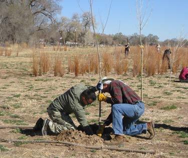 More than 40 eager volunteers turned out to plant hundreds of cottonwoods, as well as