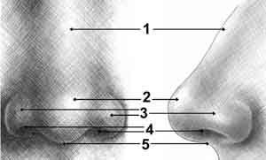 12 NOSE: Refer to the numbered drawing and identify each of the various parts of a human nose: 1.