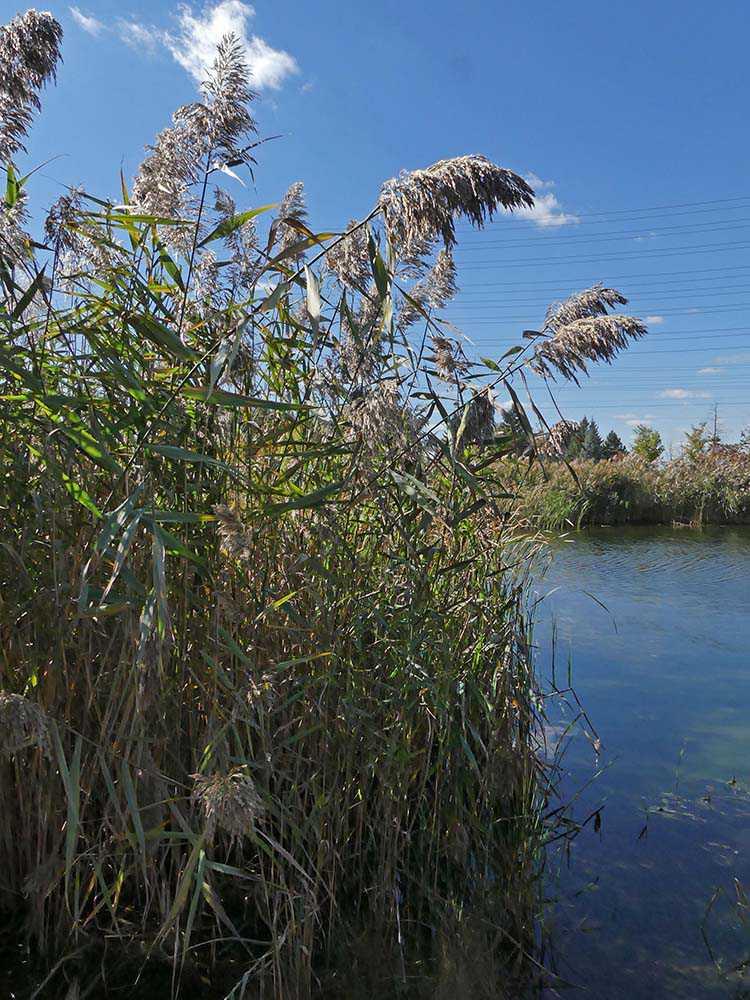 pg. 2/8 Phragmites The Eurasian genotype (haplotype M) of Phragmites Australis evolved over millennia to become an integrated part of many of the biosphere's ecosystems, with the