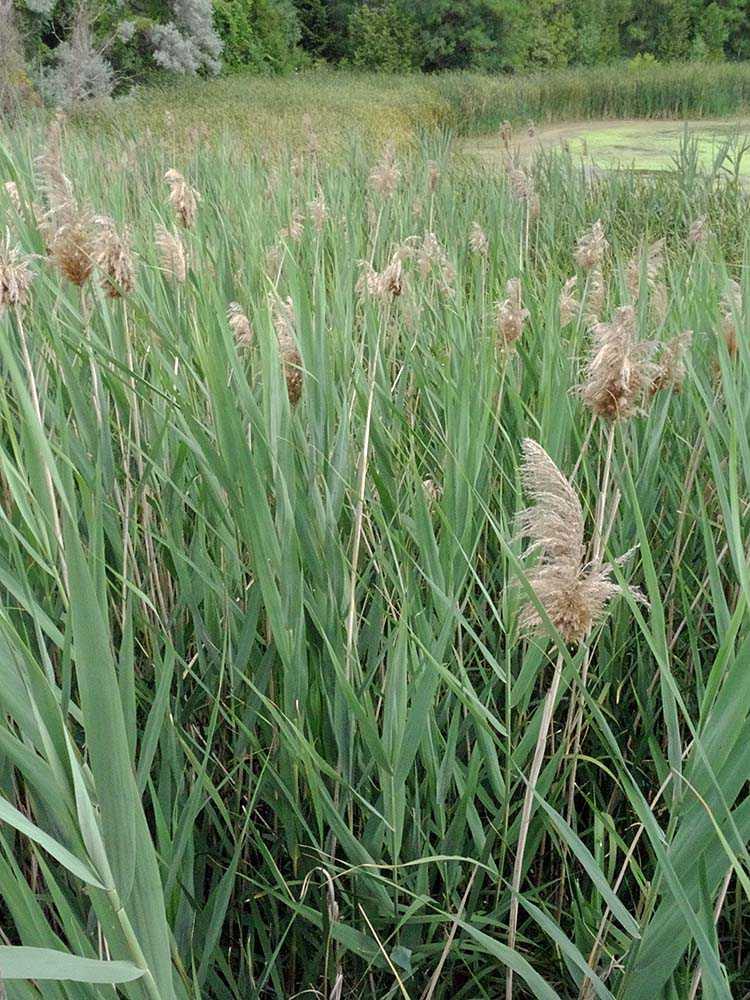 pg. 3/8 Integrated within its original ecosystems, phragmites was a source of shelter and food for many life-forms.