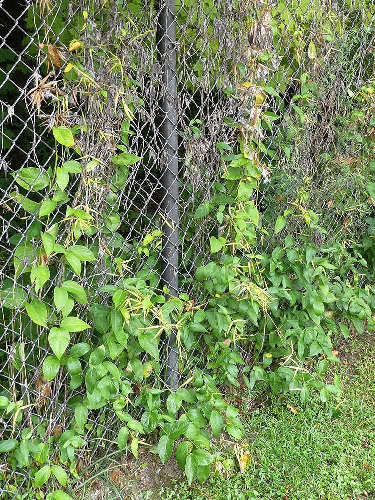 pg. 7/8 Dog-strangling Vine Originating in Russia and Ukraine, this weed spreads by airborne seeds, covers the ground in solid masses and can overwhelm tall vegetation.
