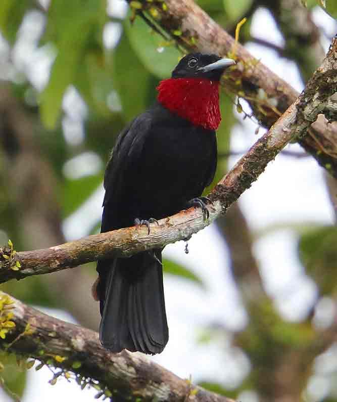 RBL Panama Budget Birding and Extension Itinerary 11 by river.