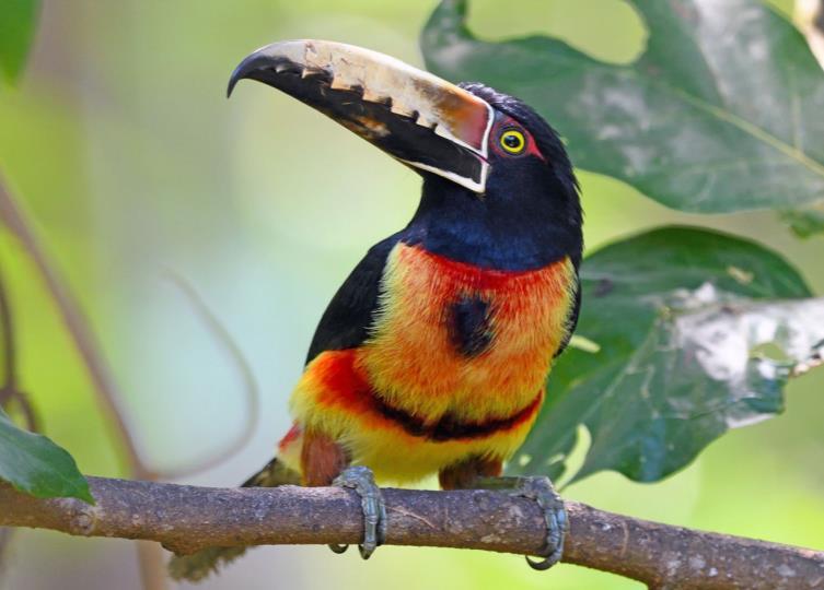 The diversity and quality of birds and birding in the area very near to the Panamanian Capital makes this area perhaps the most convenient and fruitful birding anywhere in Latin America.