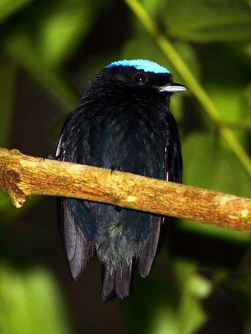 RBL Panama Budget Birding and Extension Itinerary 6 surrounding wetlands and forest, offering a great variety of birds to be seen!