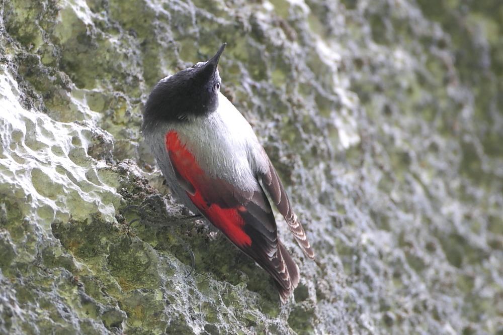 Sometimes it is not easy to find them on the huge surfaces of the limestone walls but with patience we