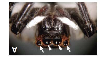 Depth Perception from Image Defocus in a Jumping Spider (*) Depth Perception from Image Defocus in a