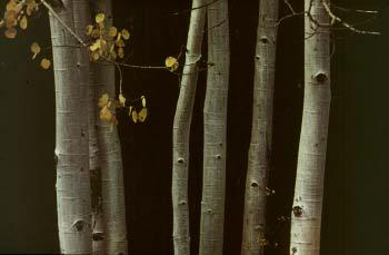 Example 6: Highlight corrections This image (Birch Trees.jpg), shows how you can use Color Mechanic to make highly targeted brightness adjustments in this case to lighten just the yellow leaves.