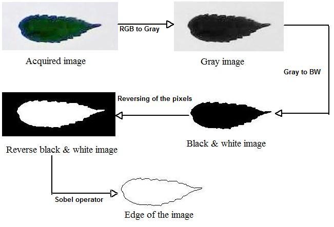 leaf Step 3: Convert color image to gray scale Step 4: Convert gray scale image to black and