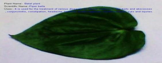 particular leaf.