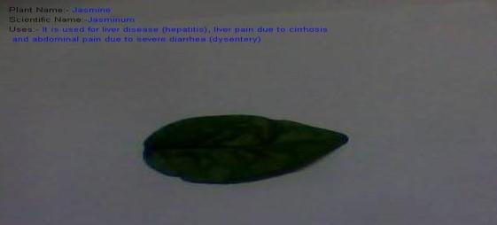 If the particular leaf is not present in