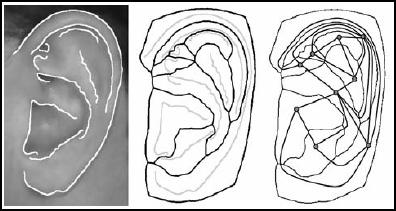 most of the individual are bilaterally symmetric, but a few have different shapes of right and left ear. Fig-5.7 Stages in building the ear biometric graph model.