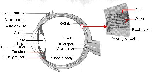 The cornea of the eye acts as a lens to focus light rays onto the retina.
