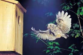 Try building a birdhouse for the other species of woodpeckers following the guidelines in this booklet. You might be surprised! Owls Most owls seldom build their own nests.