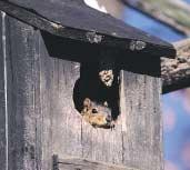 Accessibility Bird houses should be easily accessible so you can see how your birds are doing and clean out the house.