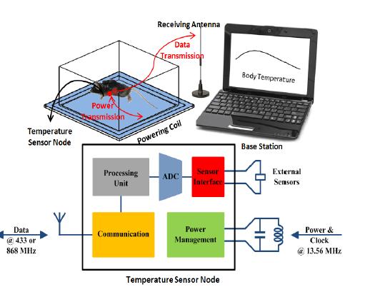 Metabolism Study 19 Temperature sensor Sensor in Brown Adipose Tissue