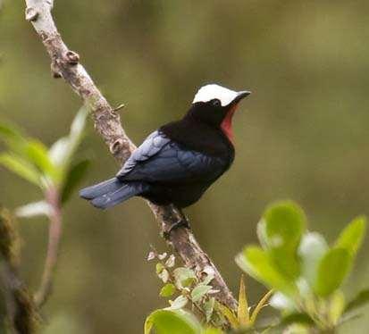RBL Ecuador: Northern Itinerary 11 here, and much rarer species such as Mountain Avocetbill, Dusky Piha and Red-hooded Tanager are also possible.