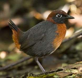 RBL Ecuador: Northern Itinerary 5 species flocks often hold the conspicuous Cinnamon Flycatcher, White-tailed Tyrannulet, Montane Woodcreeper, gaudy Flame-faced and Beryl-spangled Tanagers, Capped