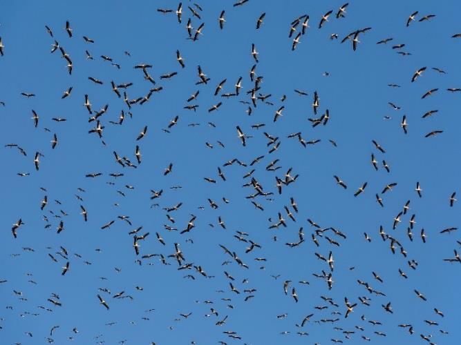 Experience thousands of migrating raptors and storks crossing the Straits of Gibraltar.
