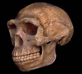 Homo Erectus I. Upright Human II.