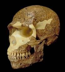 Homo Sapiens Wise Humans Homo Sapiens Sapiens I. Rapid brain growth II. Mastered fire III. 200,000 B.C. to present IV.