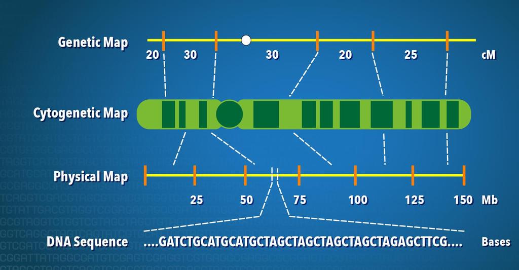 Chromosomes Mega Base Pairs Physical distance along a chromosome is measure in millions of base pairs referred to as Mb.