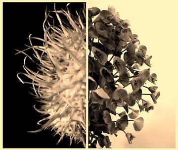 Exercise 11a Juxtaposition Photograph two contrasting plants/ flower heads/ seed heads. Crop them and combine them. Use different coloured back drops.