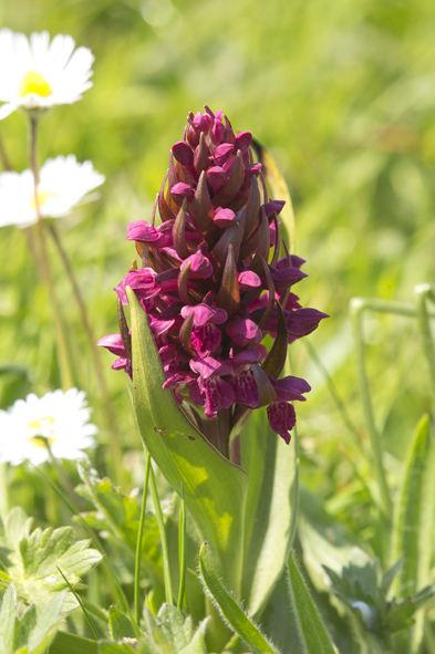 f Hebridean Marsh orchid Chris Mills Norfolk Birding This tour will run again in June 2018 please contact us if