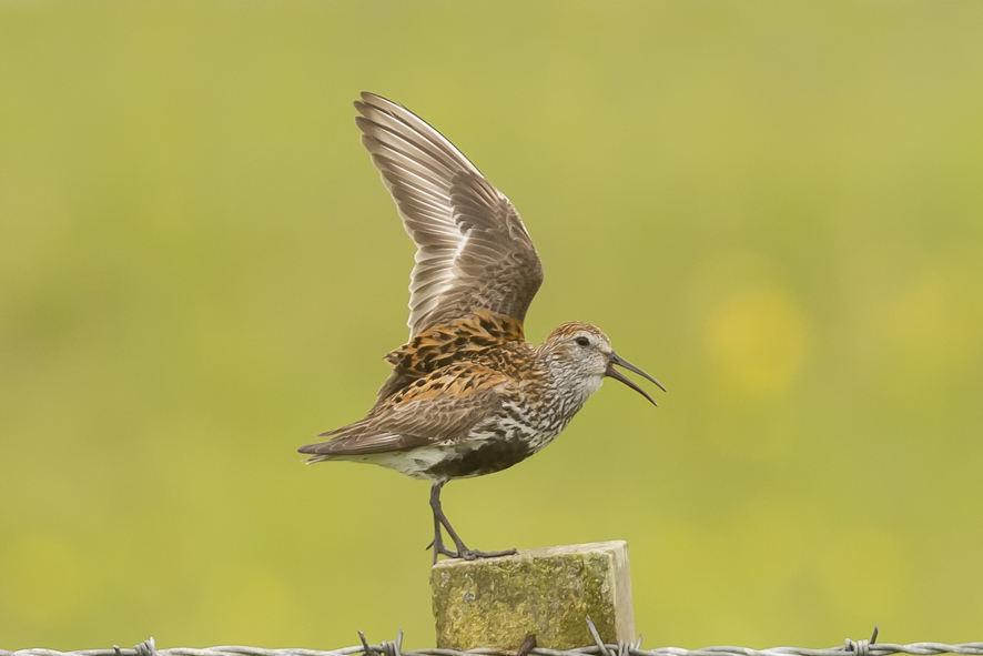 Dunlin Chris Mills Norfolk Birding Day 4 Monday 5th June We headed out after breakfast at 8.15am and headed to RSPB Balranald. As usual we ended up stopping for birds on the way there!