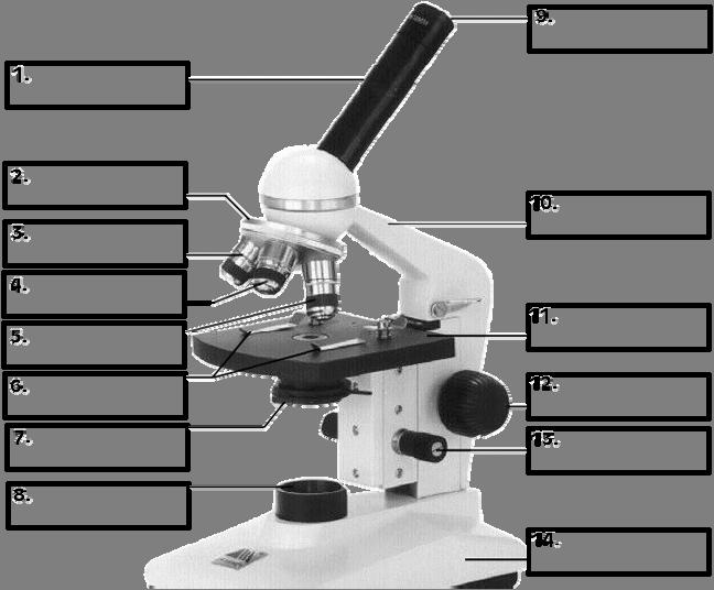 STRUCTURE OF THE MICROSCOPE Use the word list to label the microscope