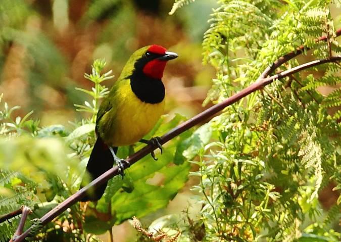 Trip Report - Uganda 2014 4 Doherty s Bushshrike by David Hoddinott Woodpecker, tiny Ituri Batis (which gave great views for an elusive canopy species) and a nice flock of Spotted Greenbul.