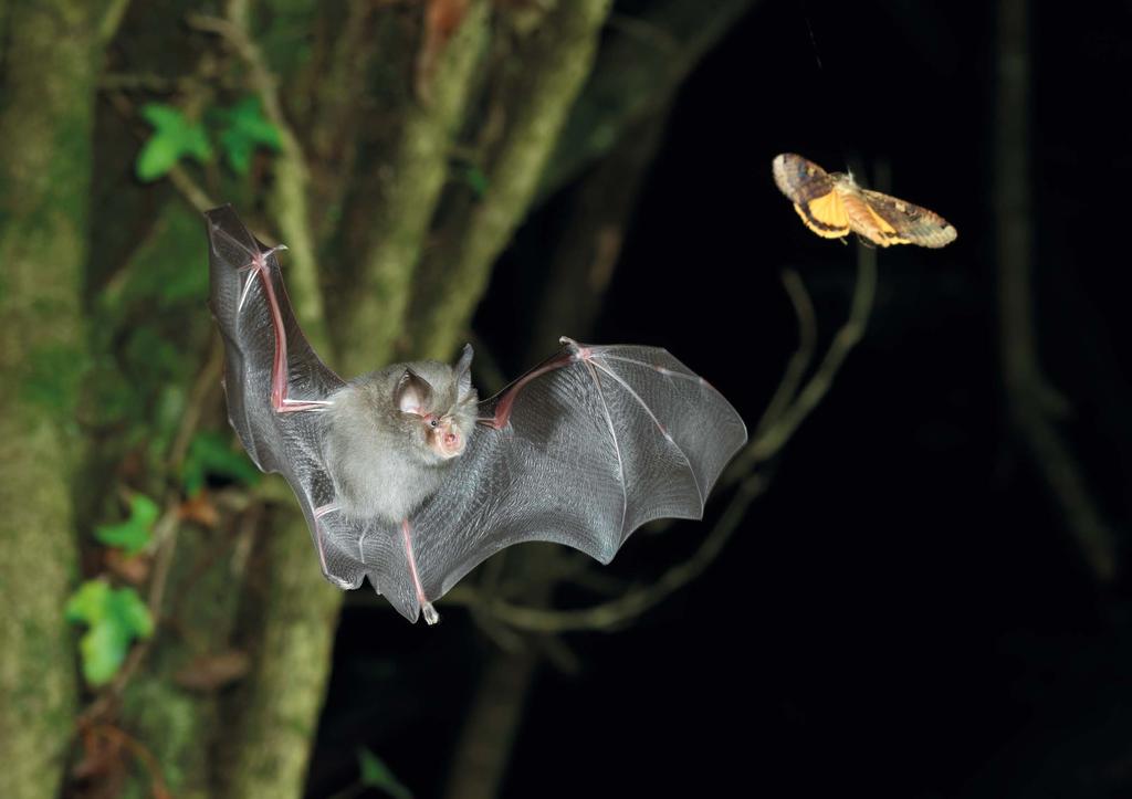3. An overview of the priority work areas in 2015 Conserve rare bat species Objective: To be viewed as the no.